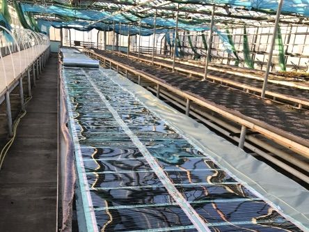 Infrafűtés fóliasátrakban – a fűtőfólia mezőgazdasági felhasználása